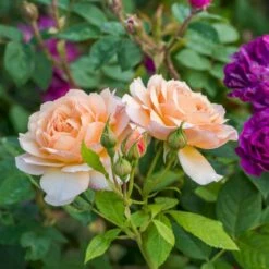 'Grace'™ Rosa X 'Grace'™ (Engelsk Rose) A-Kvalitet,- Barrods Roser Min. 3 Grene 18 'Grace'™ Rosa X 'Grace'™ (Engelsk Rose) A-Kvalitet,- Barrods Roser Min. 3 Grene -Osmo Salgsbutik p5362 53014 rosa x grace engelsk rose 4d66