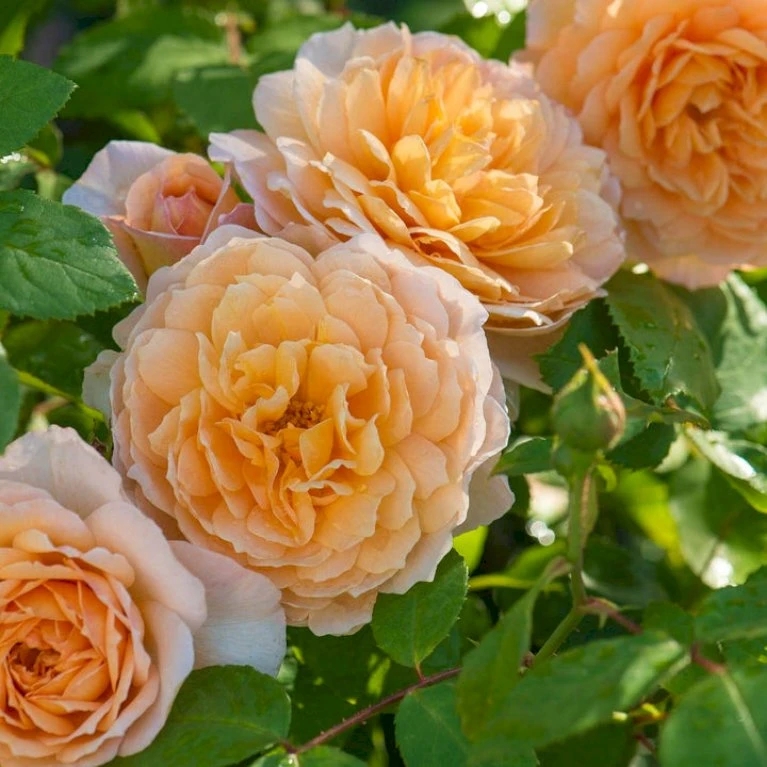 'Grace'™ Rosa X 'Grace'™ (Engelsk Rose) A-Kvalitet,- Barrods Roser Min. 3 Grene 4 'Grace'™ Rosa X 'Grace'™ (Engelsk Rose) A-Kvalitet,- Barrods Roser Min. 3 Grene - Billede 4