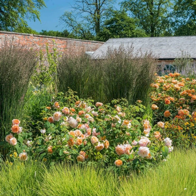 'Grace'™ Rosa X 'Grace'™ (Engelsk Rose) A-Kvalitet,- Barrods Roser Min. 3 Grene 5 'Grace'™ Rosa X 'Grace'™ (Engelsk Rose) A-Kvalitet,- Barrods Roser Min. 3 Grene - Billede 5