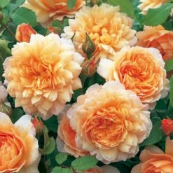 'Grace'™ Rosa X 'Grace'™ (Engelsk Rose) A-Kvalitet,- Barrods Roser Min. 3 Grene 21 'Grace'™ Rosa X 'Grace'™ (Engelsk Rose) A-Kvalitet,- Barrods Roser Min. 3 Grene -Osmo Salgsbutik p5362 53017 rosa x grace engelsk rose 9f41