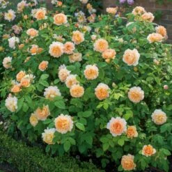'Grace'™ Rosa X 'Grace'™ (Engelsk Rose) A-Kvalitet,- Barrods Roser Min. 3 Grene 22 'Grace'™ Rosa X 'Grace'™ (Engelsk Rose) A-Kvalitet,- Barrods Roser Min. 3 Grene -Osmo Salgsbutik p5362 53018 rosa x grace engelsk rose f994