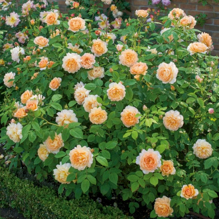 'Grace'™ Rosa X 'Grace'™ (Engelsk Rose) A-Kvalitet,- Barrods Roser Min. 3 Grene 7 'Grace'™ Rosa X 'Grace'™ (Engelsk Rose) A-Kvalitet,- Barrods Roser Min. 3 Grene - Billede 7