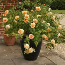 'Grace'™ Rosa X 'Grace'™ (Engelsk Rose) A-Kvalitet,- Barrods Roser Min. 3 Grene 23 'Grace'™ Rosa X 'Grace'™ (Engelsk Rose) A-Kvalitet,- Barrods Roser Min. 3 Grene -Osmo Salgsbutik p5362 53019 rosa x grace engelsk rose 5e18