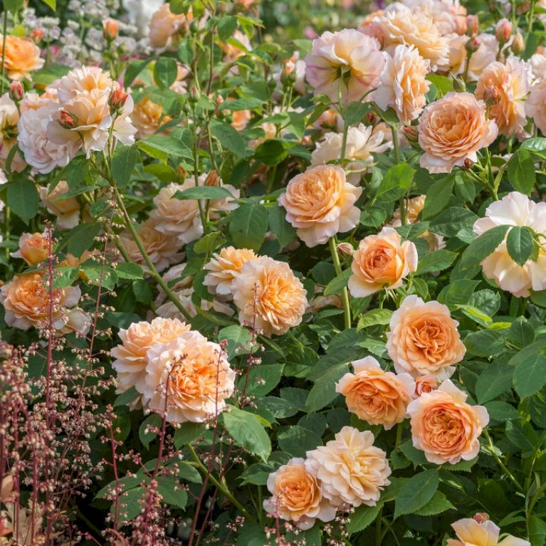 'Grace'™ Rosa X 'Grace'™ (Engelsk Rose) A-Kvalitet,- Barrods Roser Min. 3 Grene 9 'Grace'™ Rosa X 'Grace'™ (Engelsk Rose) A-Kvalitet,- Barrods Roser Min. 3 Grene - Billede 9