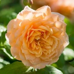 'Grace'™ Rosa X 'Grace'™ (Engelsk Rose) A-Kvalitet,- Barrods Roser Min. 3 Grene 25 'Grace'™ Rosa X 'Grace'™ (Engelsk Rose) A-Kvalitet,- Barrods Roser Min. 3 Grene -Osmo Salgsbutik p5362 53021 rosa x grace engelsk rose 8a08