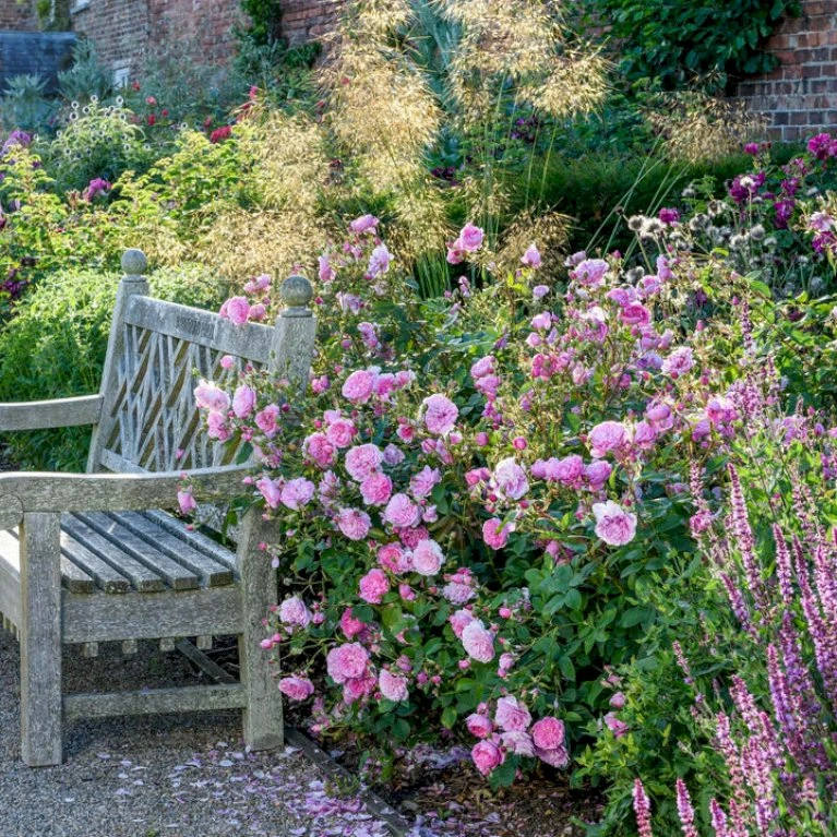 'Harlow Carr' Rosa X 'Harlow Carr' (Engelsk Rose) A-Kvalitet,- Barrods Roser Min. 3 Grene 6 'Harlow Carr' Rosa X 'Harlow Carr' (Engelsk Rose) A-Kvalitet,- Barrods Roser Min. 3 Grene - Billede 6