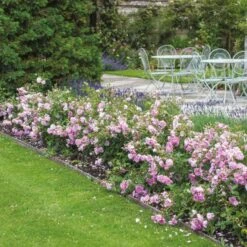 'Harlow Carr' Rosa X 'Harlow Carr' (Engelsk Rose) A-Kvalitet,- Barrods Roser Min. 3 Grene 17 'Harlow Carr' Rosa X 'Harlow Carr' (Engelsk Rose) A-Kvalitet,- Barrods Roser Min. 3 Grene -Osmo Salgsbutik p5364 53028 rosa x harlow carr engelsk rose 5c85