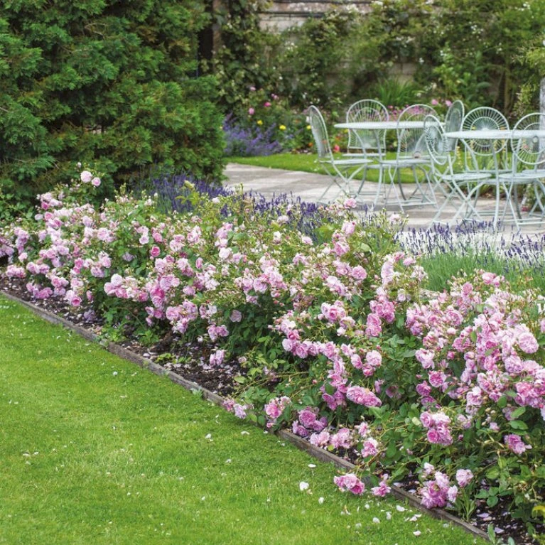 'Harlow Carr' Rosa X 'Harlow Carr' (Engelsk Rose) A-Kvalitet,- Barrods Roser Min. 3 Grene 8 'Harlow Carr' Rosa X 'Harlow Carr' (Engelsk Rose) A-Kvalitet,- Barrods Roser Min. 3 Grene - Billede 8