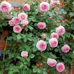 'James Galway'™ Rosa X 'James Galway'™ (Engelsk Rose) A-Kvalitet,- Barrods Roser Min. 3 Grene -Osmo Salgsbutik p5366 53030 rosa x james galway engelsk rose 8279