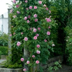 'James Galway'™ Rosa X 'James Galway'™ (Engelsk Rose) A-Kvalitet,- Barrods Roser Min. 3 Grene -Osmo Salgsbutik p5366 53031 rosa x james galway engelsk rose 3407