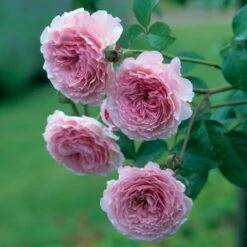 'James Galway'™ Rosa X 'James Galway'™ (Engelsk Rose) A-Kvalitet,- Barrods Roser Min. 3 Grene -Osmo Salgsbutik p5366 53032 rosa x james galway engelsk rose 03a6