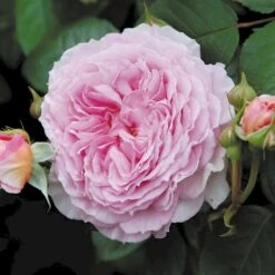 'James Galway'™ Rosa X 'James Galway'™ (Engelsk Rose) A-Kvalitet,- Barrods Roser Min. 3 Grene -Osmo Salgsbutik p5366 53033 rosa x james galway engelsk rose cee7