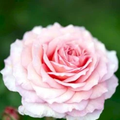 'James Galway'™ Rosa X 'James Galway'™ (Engelsk Rose) A-Kvalitet,- Barrods Roser Min. 3 Grene -Osmo Salgsbutik p5366 53034 rosa x james galway engelsk rose bbce