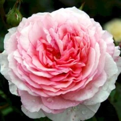 'James Galway'™ Rosa X 'James Galway'™ (Engelsk Rose) A-Kvalitet,- Barrods Roser Min. 3 Grene -Osmo Salgsbutik p5366 53035 rosa x james galway engelsk rose c864