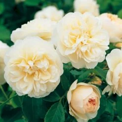 'Lichfield Angel'™ Rosa X 'Lichfield Angel'™ (Engelsk Rose) A-Kvalitet,- Barrods Roser Min. 3 Grene -Osmo Salgsbutik p5373 53060 rosa x lichfield angel engelsk rose 632e