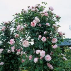 'St. Swithun' Rosa X 'St. Swithun' (Engelsk Rose) A-Kvalitet,- Barrods Roser Min. 3 Grene 15 'St. Swithun' Rosa X 'St. Swithun' (Engelsk Rose) A-Kvalitet,- Barrods Roser Min. 3 Grene -Osmo Salgsbutik p5386 53125 rosa x st swithun engelsk rose 4894