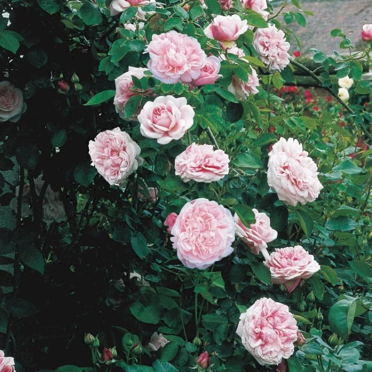 'St. Swithun' Rosa X 'St. Swithun' (Engelsk Rose) A-Kvalitet,- Barrods Roser Min. 3 Grene 5 'St. Swithun' Rosa X 'St. Swithun' (Engelsk Rose) A-Kvalitet,- Barrods Roser Min. 3 Grene - Billede 5