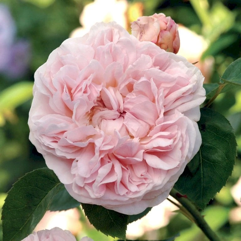'St. Swithun' Rosa X 'St. Swithun' (Engelsk Rose) A-Kvalitet,- Barrods Roser Min. 3 Grene 6 'St. Swithun' Rosa X 'St. Swithun' (Engelsk Rose) A-Kvalitet,- Barrods Roser Min. 3 Grene - Billede 6