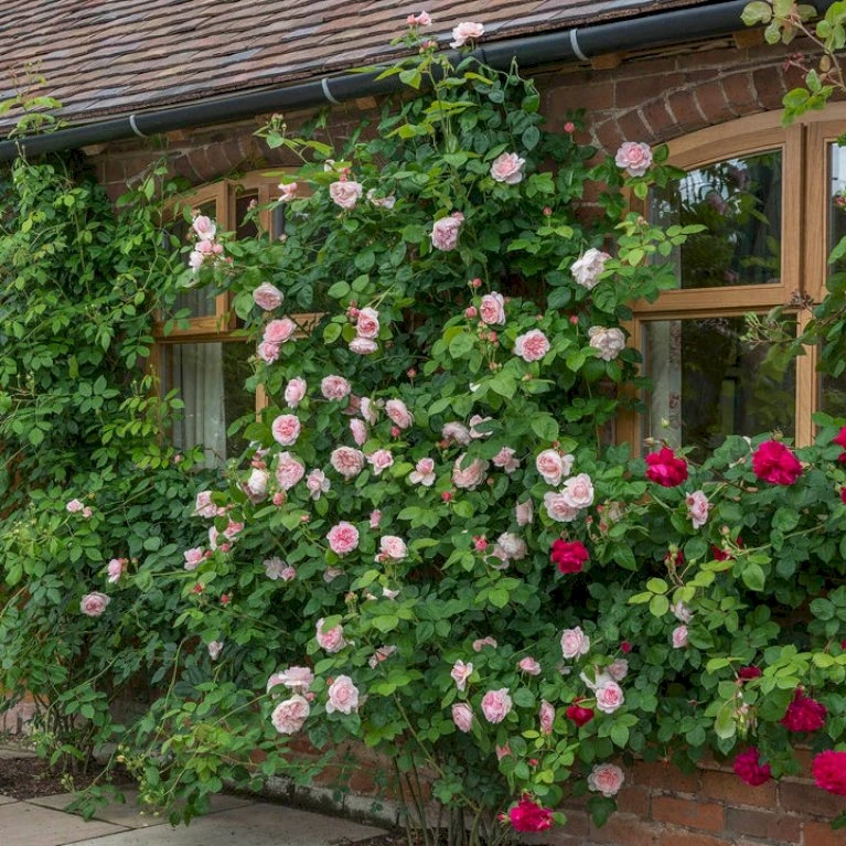 'St. Swithun' Rosa X 'St. Swithun' (Engelsk Rose) A-Kvalitet,- Barrods Roser Min. 3 Grene 7 'St. Swithun' Rosa X 'St. Swithun' (Engelsk Rose) A-Kvalitet,- Barrods Roser Min. 3 Grene - Billede 7