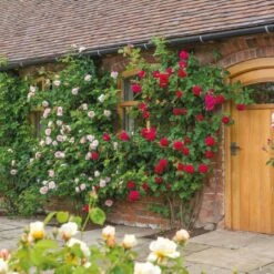 'St. Swithun' Rosa X 'St. Swithun' (Engelsk Rose) A-Kvalitet,- Barrods Roser Min. 3 Grene 19 'St. Swithun' Rosa X 'St. Swithun' (Engelsk Rose) A-Kvalitet,- Barrods Roser Min. 3 Grene -Osmo Salgsbutik p5386 53129 rosa x st swithun engelsk rose df28