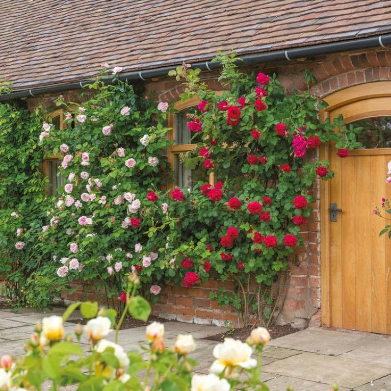 'St. Swithun' Rosa X 'St. Swithun' (Engelsk Rose) A-Kvalitet,- Barrods Roser Min. 3 Grene 8 'St. Swithun' Rosa X 'St. Swithun' (Engelsk Rose) A-Kvalitet,- Barrods Roser Min. 3 Grene - Billede 8