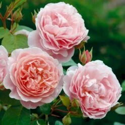 'Strawberry Hill' Rosa X 'Strawberry Hill' (Engelsk Rose) A-Kvalitet,- Barrods Roser Min. 3 Grene 13 'Strawberry Hill' Rosa X 'Strawberry Hill' (Engelsk Rose) A-Kvalitet,- Barrods Roser Min. 3 Grene -Osmo Salgsbutik p5387 53134 rosa x strawberry hill engelsk rose 0dfc