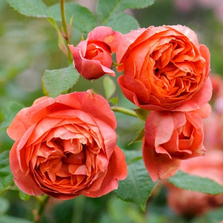 'Summer Song'™ Rosa X 'Summer Song'™ (Engelsk Rose) A-Kvalitet,- Barrods Roser Min. 3 Grene 1 'Summer Song'™ Rosa X 'Summer Song'™ (Engelsk Rose) A-Kvalitet,- Barrods Roser Min. 3 Grene