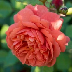 'Summer Song'™ Rosa X 'Summer Song'™ (Engelsk Rose) A-Kvalitet,- Barrods Roser Min. 3 Grene 10 'Summer Song'™ Rosa X 'Summer Song'™ (Engelsk Rose) A-Kvalitet,- Barrods Roser Min. 3 Grene -Osmo Salgsbutik p5388 53136 rosa x summer song engelsk rose 5fe9