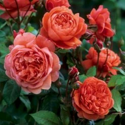 'Summer Song'™ Rosa X 'Summer Song'™ (Engelsk Rose) A-Kvalitet,- Barrods Roser Min. 3 Grene 11 'Summer Song'™ Rosa X 'Summer Song'™ (Engelsk Rose) A-Kvalitet,- Barrods Roser Min. 3 Grene -Osmo Salgsbutik p5388 53137 rosa x summer song engelsk rose c2f3