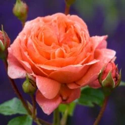 'Summer Song'™ Rosa X 'Summer Song'™ (Engelsk Rose) A-Kvalitet,- Barrods Roser Min. 3 Grene 12 'Summer Song'™ Rosa X 'Summer Song'™ (Engelsk Rose) A-Kvalitet,- Barrods Roser Min. 3 Grene -Osmo Salgsbutik p5388 53138 rosa x summer song engelsk rose 4372