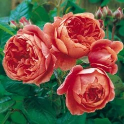 'Summer Song'™ Rosa X 'Summer Song'™ (Engelsk Rose) A-Kvalitet,- Barrods Roser Min. 3 Grene 13 'Summer Song'™ Rosa X 'Summer Song'™ (Engelsk Rose) A-Kvalitet,- Barrods Roser Min. 3 Grene -Osmo Salgsbutik p5388 53139 rosa x summer song engelsk rose 7e85