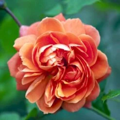 'Summer Song'™ Rosa X 'Summer Song'™ (Engelsk Rose) A-Kvalitet,- Barrods Roser Min. 3 Grene 14 'Summer Song'™ Rosa X 'Summer Song'™ (Engelsk Rose) A-Kvalitet,- Barrods Roser Min. 3 Grene -Osmo Salgsbutik p5388 53140 rosa x summer song engelsk rose 2953
