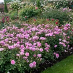 'The Mayflower' Rosa X 'The Mayflower' (Engelsk Rose) A-Kvalitet,- Barrods Roser Min. 3 Grene