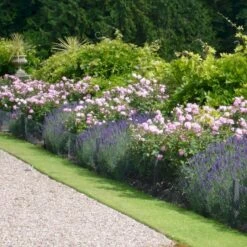 'The Mayflower' Rosa X 'The Mayflower' (Engelsk Rose) A-Kvalitet,- Barrods Roser Min. 3 Grene -Osmo Salgsbutik p5394 53188 rosa x the mayflower engelsk rose 8b86