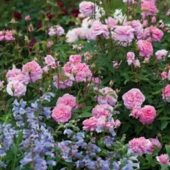 'The Mayflower' Rosa X 'The Mayflower' (Engelsk Rose) A-Kvalitet,- Barrods Roser Min. 3 Grene -Osmo Salgsbutik p5394 53189 rosa x the mayflower engelsk rose 5547