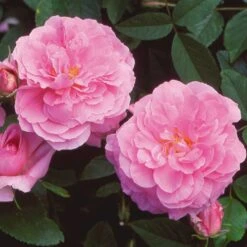 'The Mayflower' Rosa X 'The Mayflower' (Engelsk Rose) A-Kvalitet,- Barrods Roser Min. 3 Grene -Osmo Salgsbutik p5394 53190 rosa x the mayflower engelsk rose d256