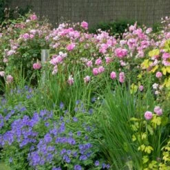 'The Mayflower' Rosa X 'The Mayflower' (Engelsk Rose) A-Kvalitet,- Barrods Roser Min. 3 Grene -Osmo Salgsbutik p5394 53191 rosa x the mayflower engelsk rose 35c1