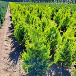 Cypres 'Ivonne' Chamaecyparis Lawsoniana 'Ivonne' Med Klump,- 80-100 Cm. -Osmo Salgsbutik p542 52572 chamaecyparis lawsoniana ivonne c9b3