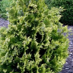 Cypres 'Ivonne' Chamaecyparis Lawsoniana 'Ivonne' Med Klump,- 80-100 Cm. -Osmo Salgsbutik p542 52773 chamaecyparis lawsoniana ivonne 5bcc
