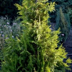 Cypres 'Ivonne' Chamaecyparis Lawsoniana 'Ivonne' Med Klump,- 80-100 Cm. -Osmo Salgsbutik p542 52774 chamaecyparis lawsoniana ivonne 666e