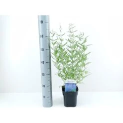 Russisk Salvie 'Blue Spire' Perovskia Atriplicifolia 'Blue Spire' Potte 2 Liter.