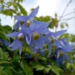 Alpe-Skovranke Clematis Alpina Potte 2,0 Liter,- Opbundet -Osmo Salgsbutik p564 48539 clematis alpina 1235