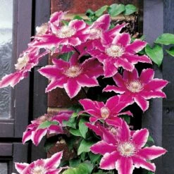 Fremhævede Produkter -Osmo Salgsbutik p568 48562 clematis hybrid dr ruppel 8862