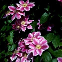 Klematis 'Dr. Ruppel' Clematis Hybrid 'Dr. Ruppel' Potte 2,0 Liter,- Opbundet -Osmo Salgsbutik p568 48564 clematis hybrid dr ruppel 8878