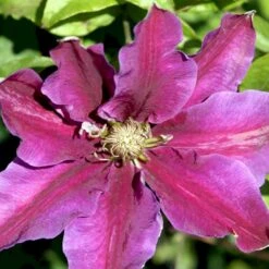 Klematis 'Dr. Ruppel' Clematis Hybrid 'Dr. Ruppel' Potte 2,0 Liter,- Opbundet -Osmo Salgsbutik p568 48565 clematis hybrid dr ruppel 3c03