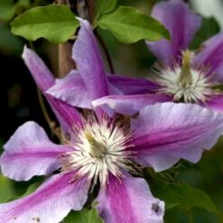 Klematis 'Dr. Ruppel' Clematis Hybrid 'Dr. Ruppel' Potte 2,0 Liter,- Opbundet -Osmo Salgsbutik p568 48566 clematis hybrid dr ruppel 0445