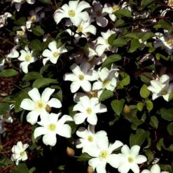 Italiensk Skovranke 'Huldine' Clematis Viticella 'Huldine' Potte 2,0 Liter,- Opbundet 60-100 Cm -Osmo Salgsbutik p569 48670 clematis viticella huldine d511