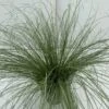 Star 'Frosted Curls' Carex Comans 'Frosted Curls' Potte 2 Liter.