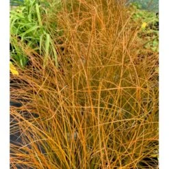 Star 'Prairie Fire' Carex Testacea 'Prairie Fire' Potte 2 Liter. 6 Star 'Prairie Fire' Carex Testacea 'Prairie Fire' Potte 2 Liter. -Osmo Salgsbutik p5705 36053 carex testacea acc1