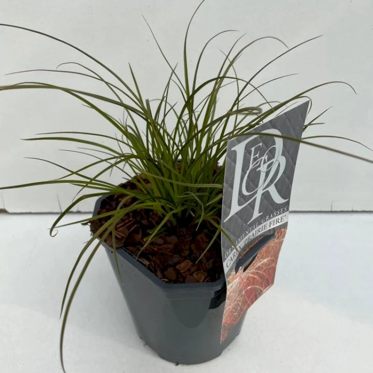Star 'Prairie Fire' Carex Testacea 'Prairie Fire' Potte 2 Liter. 1 Star 'Prairie Fire' Carex Testacea 'Prairie Fire' Potte 2 Liter.